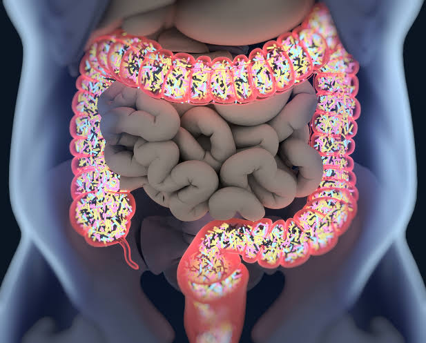 3D Illustration of Intestinal Microbiome and Gut Bacteria